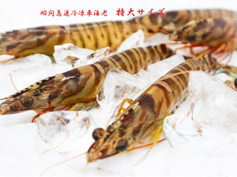 特大サイズ【活きの鮮度をそのまま】新鮮!活き〆瞬間急速冷凍 車えび 750g(20尾前後程度)刺身でも食べられます!
