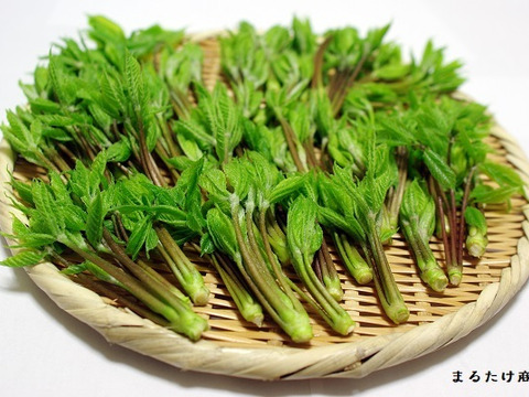 【池内様専用商品】コシアブラ900g　妙高市山天然山菜