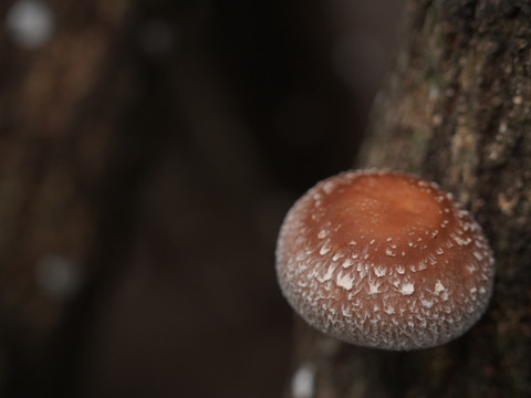 山育ち『原木椎茸』500g