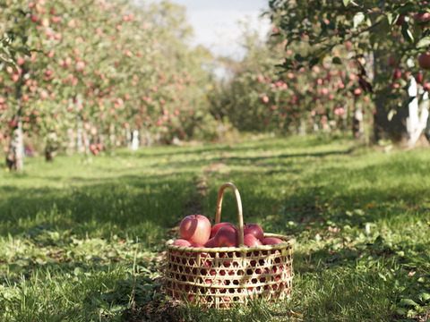 【先行予約】安定の美味しさ！ジューシーな「サンふじ」訳あり３kg（７〜10個）