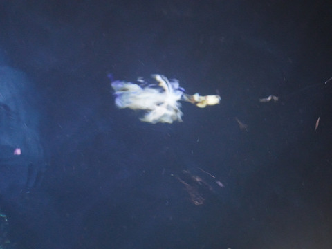 【総注文数1000件突破！】夏のお勧め😆高知の剣先イカ約2kg【手釣り】