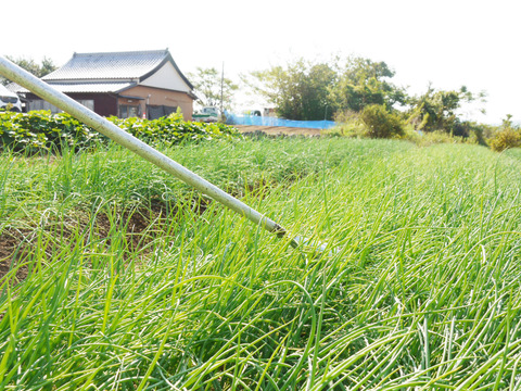 2026年度とれたて！長崎県諫早市長田産 甘新玉ねぎ
ミネラル豊富な土壌で育てた甘味際立つ新玉ねぎ
Lサイズ 5kg