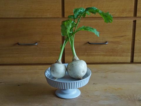 南阿蘇の野菜セット「春～初夏」【6～8品くらい】●栽培中農薬等不使用●100サイズ