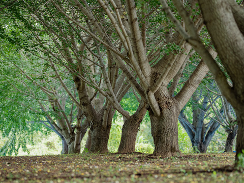 2025年 茨城県産  銀杏：藤九郎　銀杏  1kg