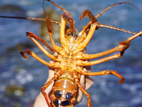 【🦞生誕10年物🦞】【お中元ギフト】綺麗な高知の海で育った巨大伊勢海老1.1キロ❗️