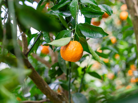 Mini ☆豊作記念セール☆【小玉（Sサイズ）で濃厚】熟成　今津ポンカン9kg