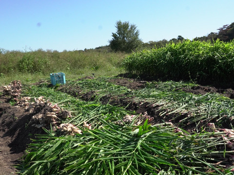 自社農園の新生姜100％使用！淡路島クラフトジンジャーシロップ3本セット