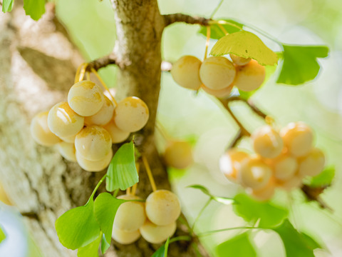 2025年 茨城県産  銀杏：藤九郎　銀杏  1kg