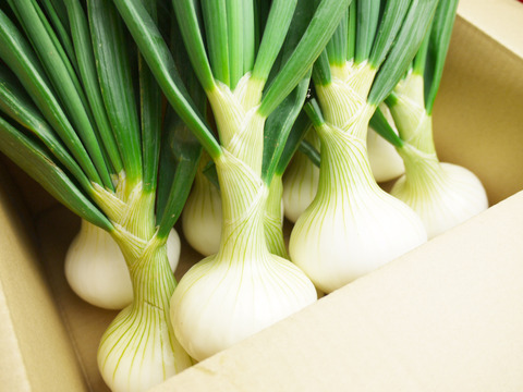 長崎県諫早市長田産 葉付き甘玉ねぎ（葉約15cm）
葉まで食べられるよう農薬使用を抑えて栽培
Mサイズ 10個 約1.5kg