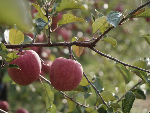 【先行予約】安定の美味しさ！ジューシーな「サンふじ」訳あり３kg（７〜10個）