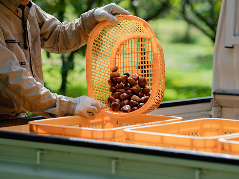 【2025】ご予約 甘さ自慢の天然利平栗 独特な甘みが特徴の利平栗を栗の一大産地・愛媛県より産地直送
