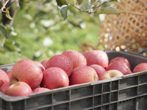 無添加！ストレート果汁100%『りんごジュース』1000ml×６本