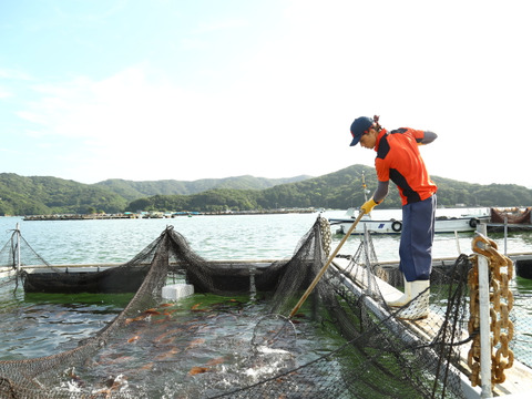 鮮度抜群のブランド鯛を自分へのご褒美に！1〜1.2kgの真鯛を捌いてすぐ発送！！【水洗い】
