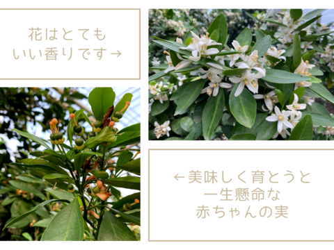 夏に美味しい唐津の極上みかん♡おためしサイズ「ハウスみかん」700g