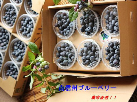 【朝どれ】 ブルーベリー ５００ｇ長野県産シーズン初物、7日間限定品