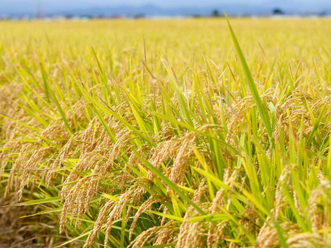 会津米　令和7年産　コシヒカリ　5キロ　（白米）