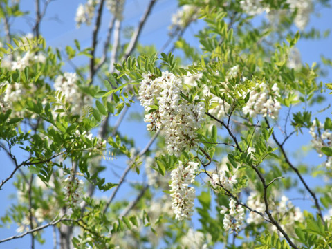 【非加熱・純粋はちみつ】2025年度知多半島産　初夏の百花蜜(150g)