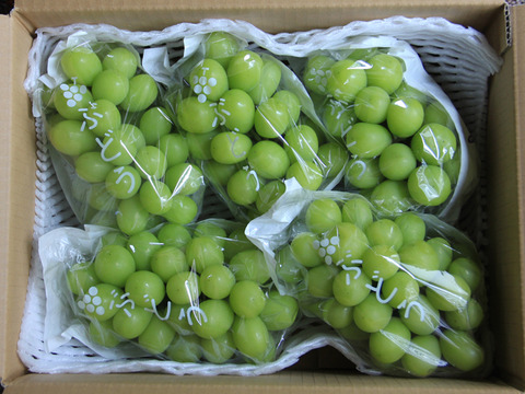【500円引き】シャインマスカット ギフト用（熨斗対応可）約2.8kg／出店記念の特別価格！【贈答用】【朝どれ】【敬老の日ギフト】