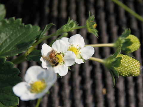 ひんやりスイーツ！冷凍いちご1000ｇ×2袋