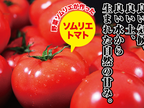 【食べ比べ】ソムリエトマト　約800gとソムリエミニトマト　プラチナ800gのセット
