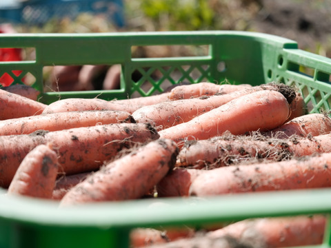 香りが濃い～🥕皮ごと食べたい
大きめ有機人参 宮崎県綾町産(ご家庭用5kg)