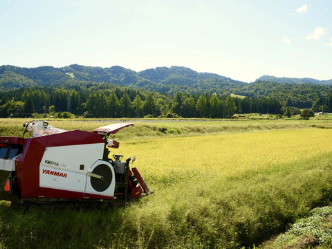 お買い得「極上大正餅」切り餅　460ｇ×10袋