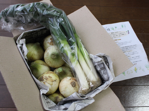 【農薬不使用】甘くてさっぱり！やわらか春のたまねぎ　１.５kg（10〜12個入り）