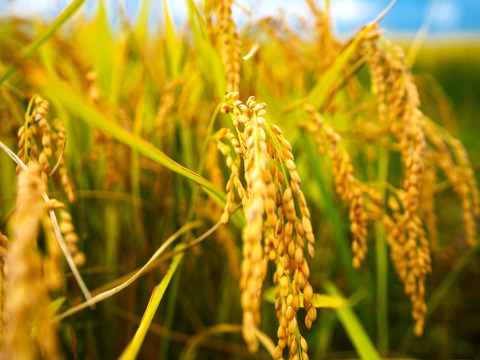 【新米】令和７年安曇野産オーガニック米【有機JAS取得】味わいあっさり！食感もっちり！　やめのおおきみ（風さやか）白米２㎏