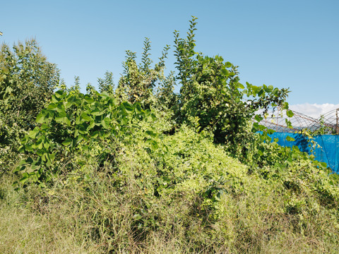 絶対死にたくないりんご