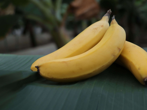 【幻のバナナ】グロスミッチェル種。お子様にも女性にも嬉しい『農薬不使用・国産・栄養満点』美バナナ
3本入り