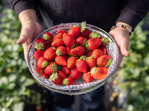 旬の苺食べ比べセット260g×４p【1/30～4/20】
