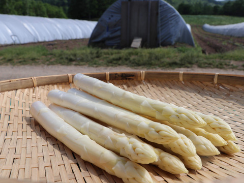 (W3L&P2L)[有機JASホワイトアスパラ3L0.5kg&パープルアスパラ2L0.5kg]