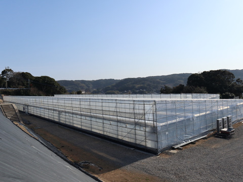 【リピート率97％！】離島育ちの甘いミディトマト『あま壱岐』不揃い・訳あり1kg　アイメック農法と豊かな自然で育まれた自慢のトマトをぜひお試しください！地元スーパーの大人気商品です