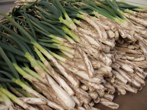 土付きネギ（西田改）　2kｇ（25-1）本来分けつするネギですがほとんど１本ネギです