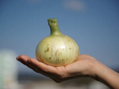 【定期便3ヶ月/淡路島玉ねぎ３kg】特別栽培　ひょうご安心ブランド認証取得の定期便