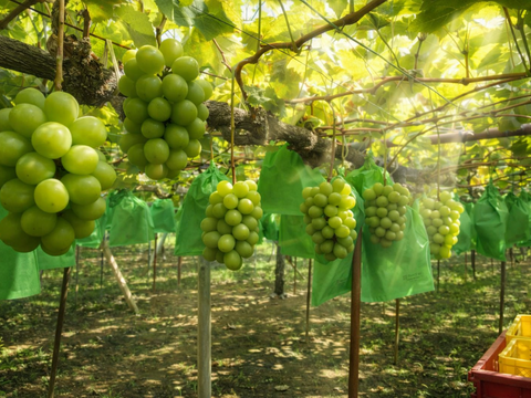【最高ランク特秀】晴れの国岡山 シャインマスカット大粒1.2kg（600g×2）