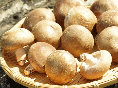 肉厚ジュワっと系「秋田」原木しいたけ（2kg）