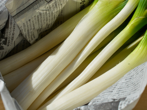 【自然栽培｜採れたて】甘くてやわらか石倉ネギ  2kg