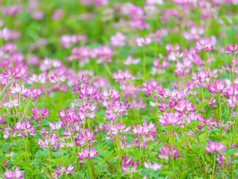 国産生はちみつ【れんげ・藤の花】170g