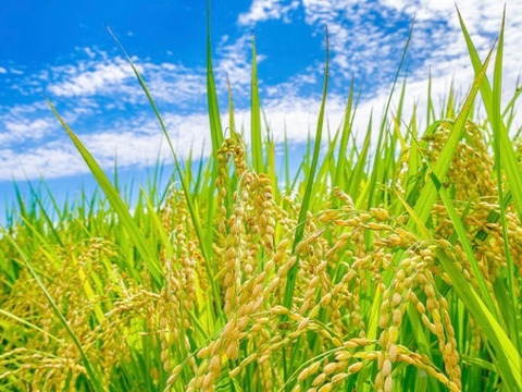 予約開始！山形県産雪若丸（10kg）令和7年産：精米