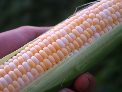 生でも食べられるフルーツとうもろこし　ドルチェドリーム20本入り（少し小さめサイズ）