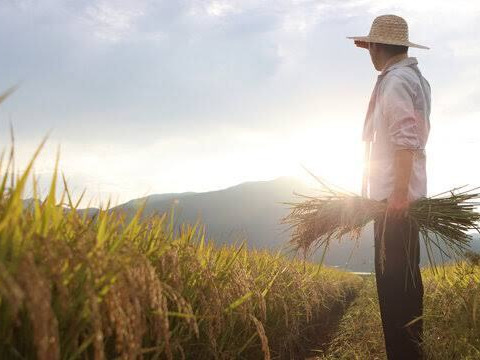 米　農家直送　ヒノヒカリ　令和2年度米　20kg お米 令和2年 愛媛県産ヒノヒカリ 玄米 20㎏