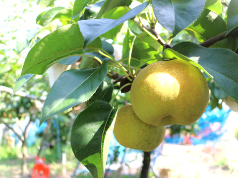 シャリっとした果肉と甘みと果汁の爽やかさ！たかの梨『幸水』中玉３㎏