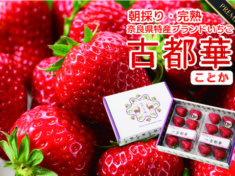 ”完熟いちご 古都華” 8～15粒（270～320ｇ）×2パック　贈答用ギフトケース入り