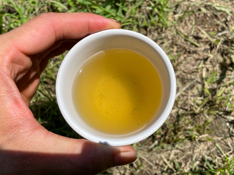 【天然スギナ】自然栽培 手摘み 1パック ネコポスでお届け