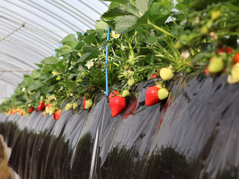 【幻の品種】【予約商品】「おとめ心」完熟いちご ご家庭用Lサイズ1.2kg