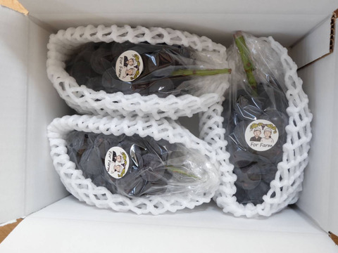 【食べる喜び・贈る喜びを感じる】巨峰350g～450g　1房