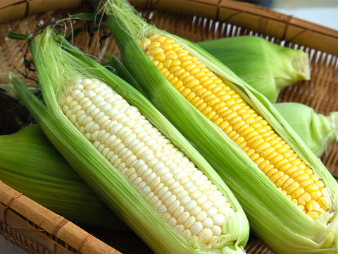 夏ギフト とうもろこし 食べくらべセット ゴールドラッシュ系 定番の黄色 大3本と白いトウモロコシ 大3本 行列のできる農家 直売店 岡山 ひるぜん農園 MIX_KI_SHIRO_6「熨斗対応不可」