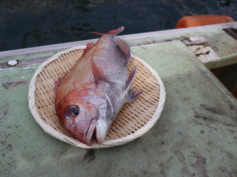瀬戸内海産　活〆天然真鯛　１匹