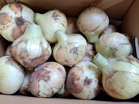【野菜ソムリエサミット金賞🏆】淡路島新玉ねぎ5kg